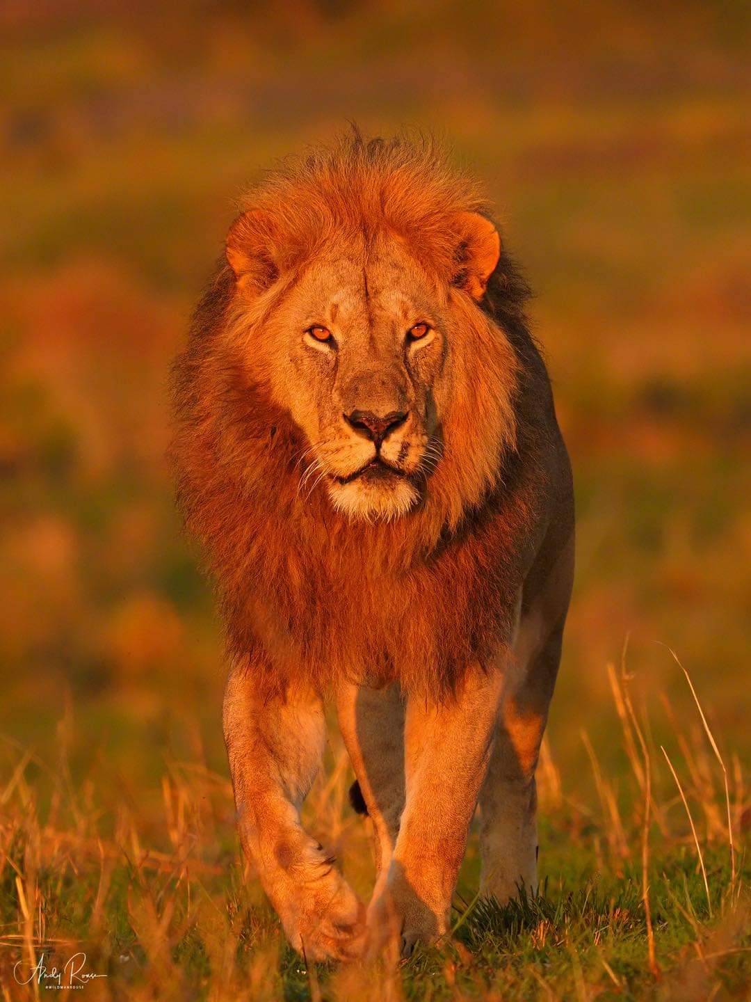 Go Vision Safaris Tanzania travel experience