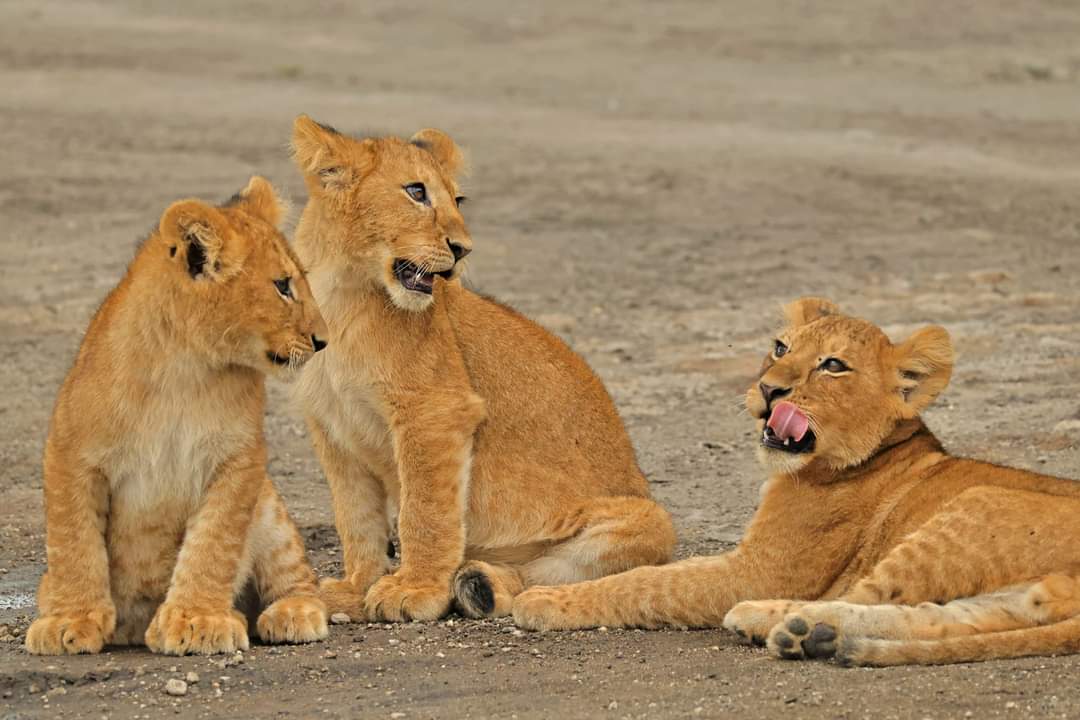 Northern Tanzania wildlife safari extension with Go Vision Safaris