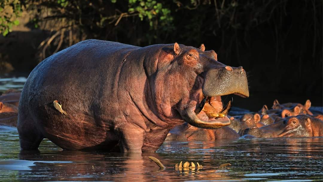 Tanzania safari journey before a Zanzibar beach extension with Go Vision Safaris