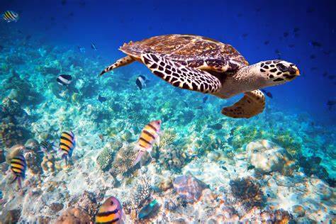 Tropical Zanzibar coastline with turquoise Indian Ocean water