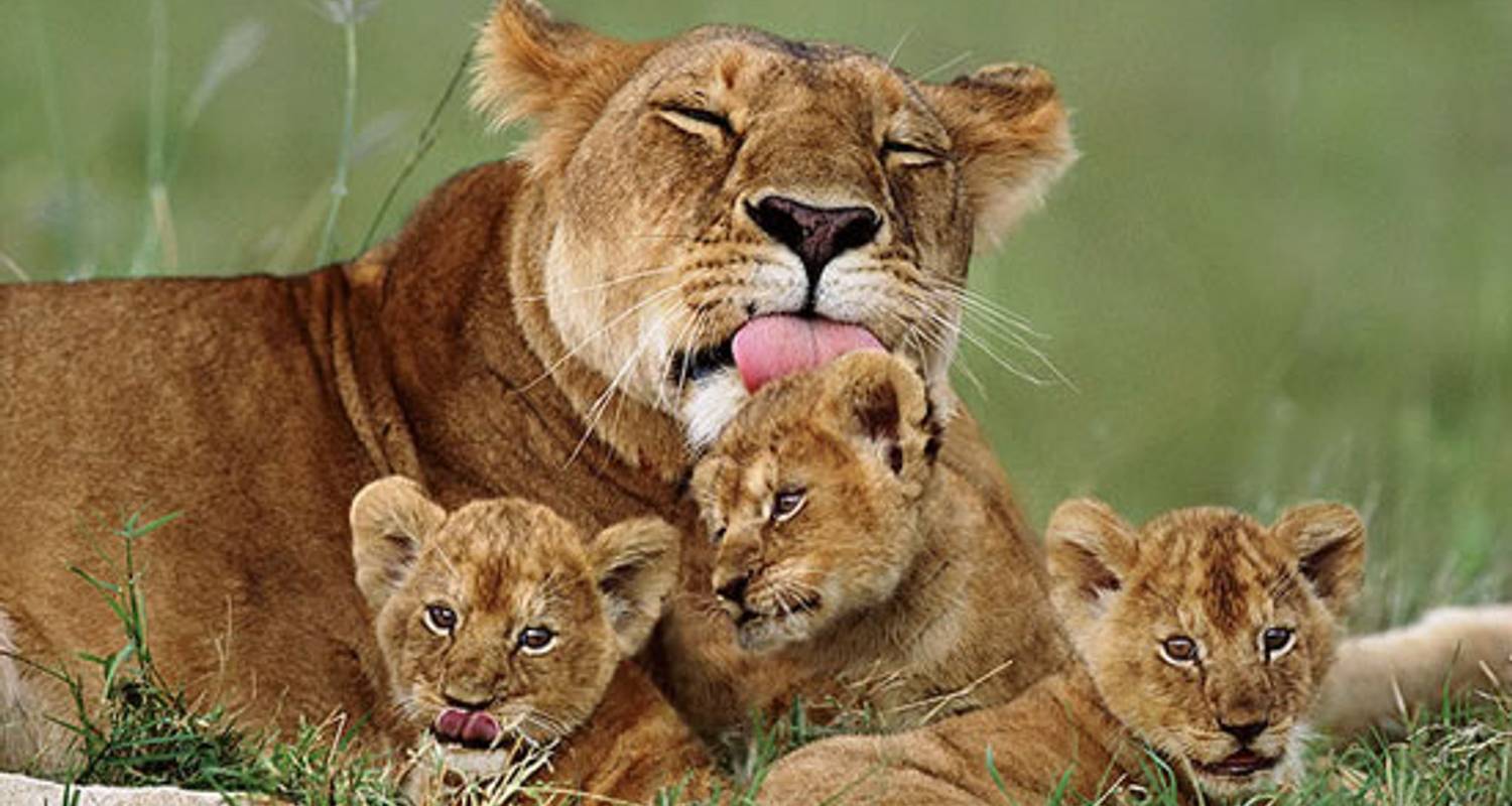 Go Vision Safaris wildlife journey in Tanzania