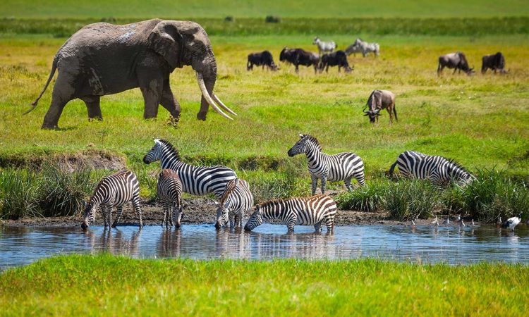 Elephants on a Tanzania wildlife safari