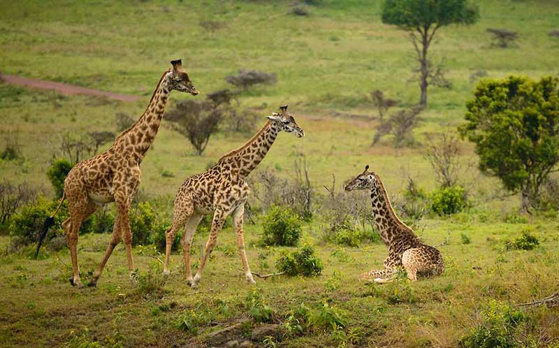 Giraffes crossing open grassland during a Mikumi National Park safari in southern Tanzania