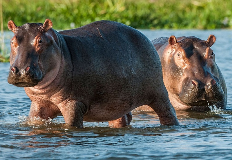 Hippos during a Southern Tanzania safari in Nyerere or Ruaha region