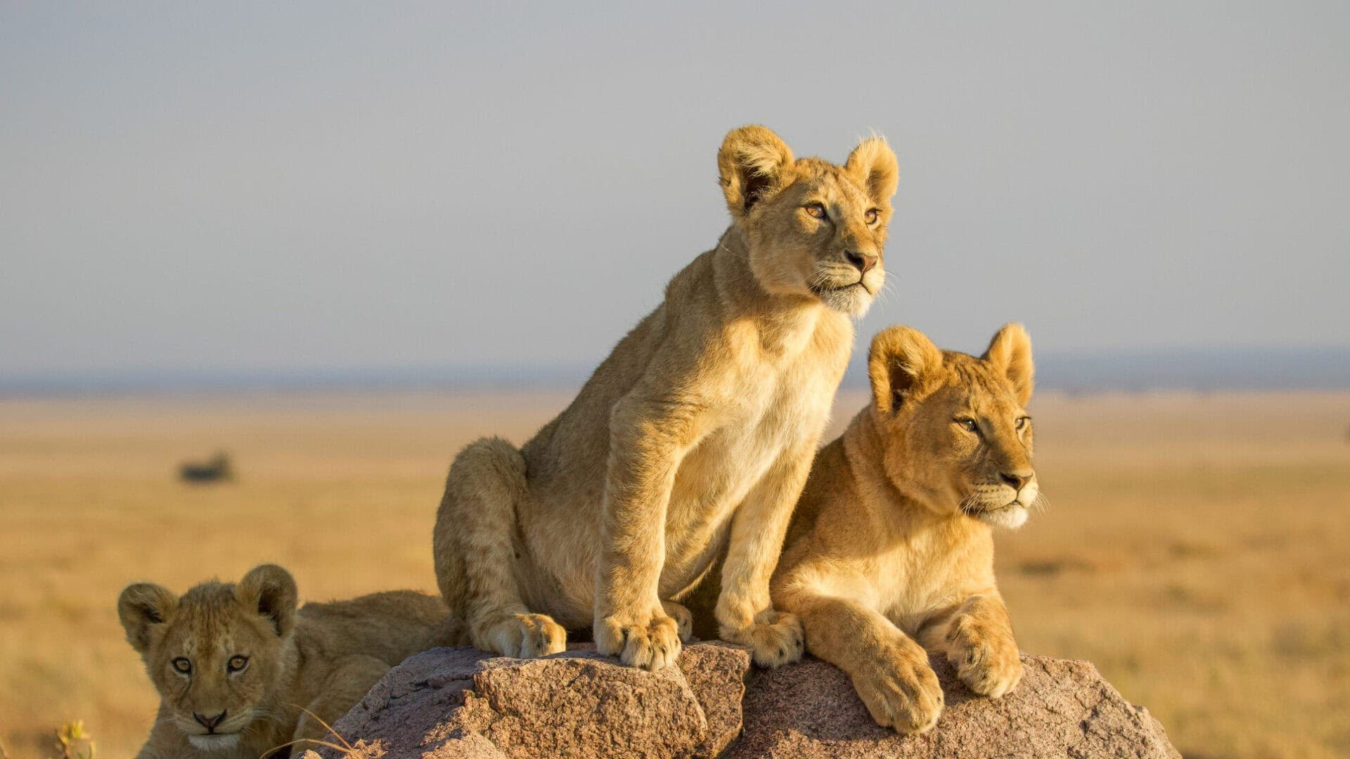Lion cubs resting together in Serengeti National Park Tanzania