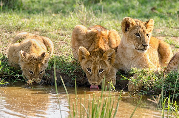 Safari Tours Tanzania