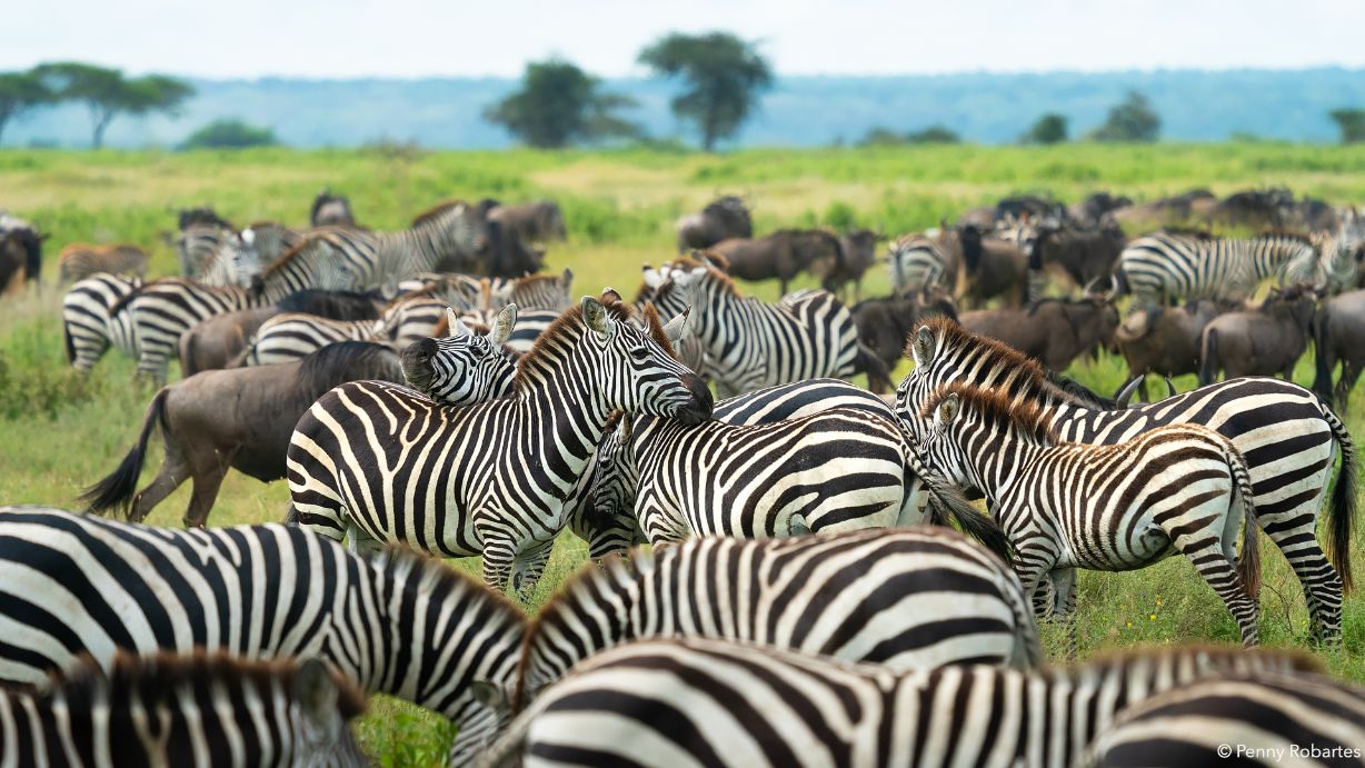 Wildebeest crossing the plains during Tanzania's Great Migration