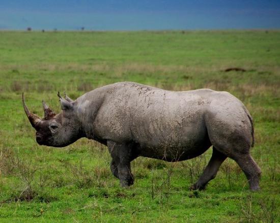 Black rhinoceros in Ngorongoro Crater Tanzania