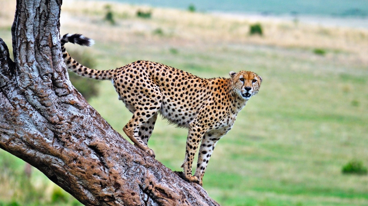 Cheetah on the Serengeti plains during a Go Vision Safaris wildlife journey
