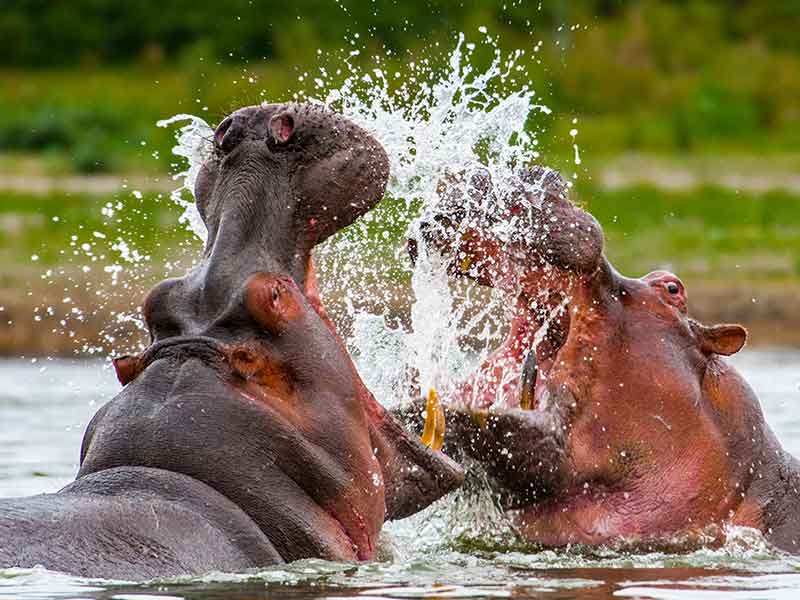 Hippopotamus moving through a natural wetland habitat