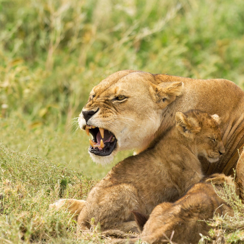 Safari Tours Tanzania in Serengeti National Park