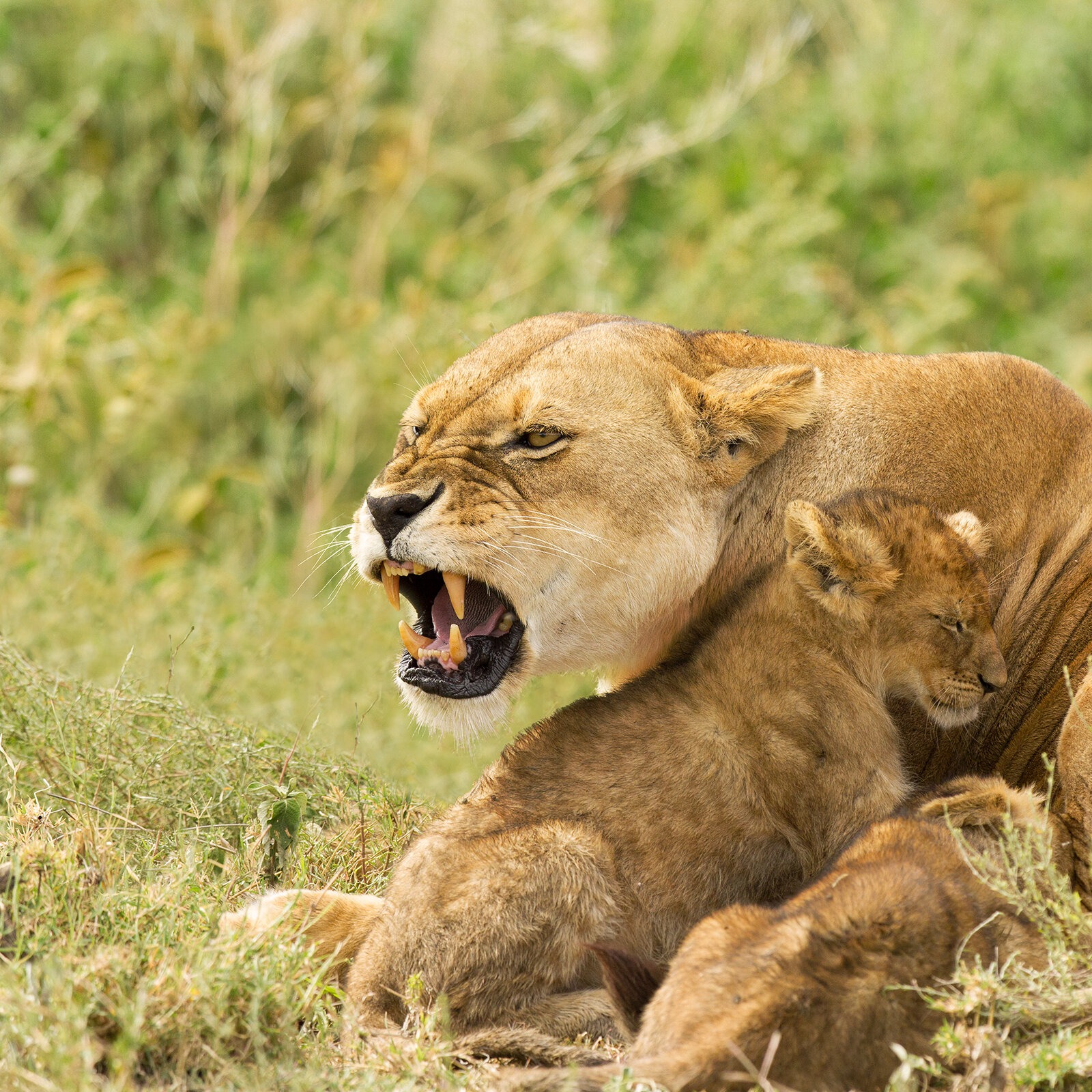 Lioness and cubs in Tanzania during a Go Vision Safaris wildlife journey