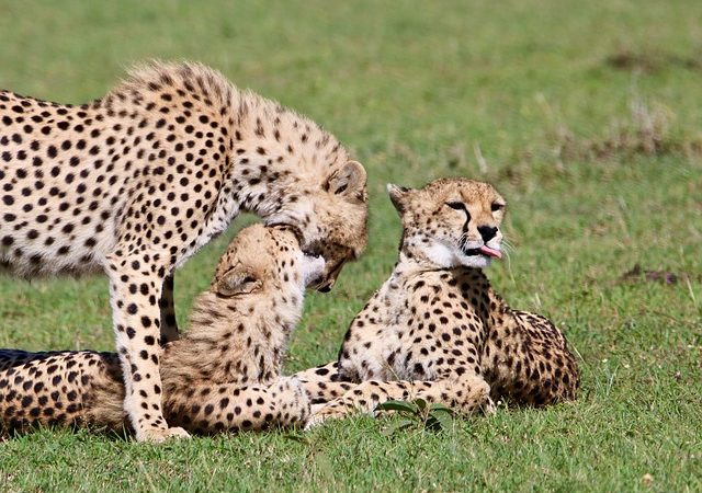 Great Wildebeest Migration safari landscape near the Mara River and Northern Serengeti with Go Vision Safaris