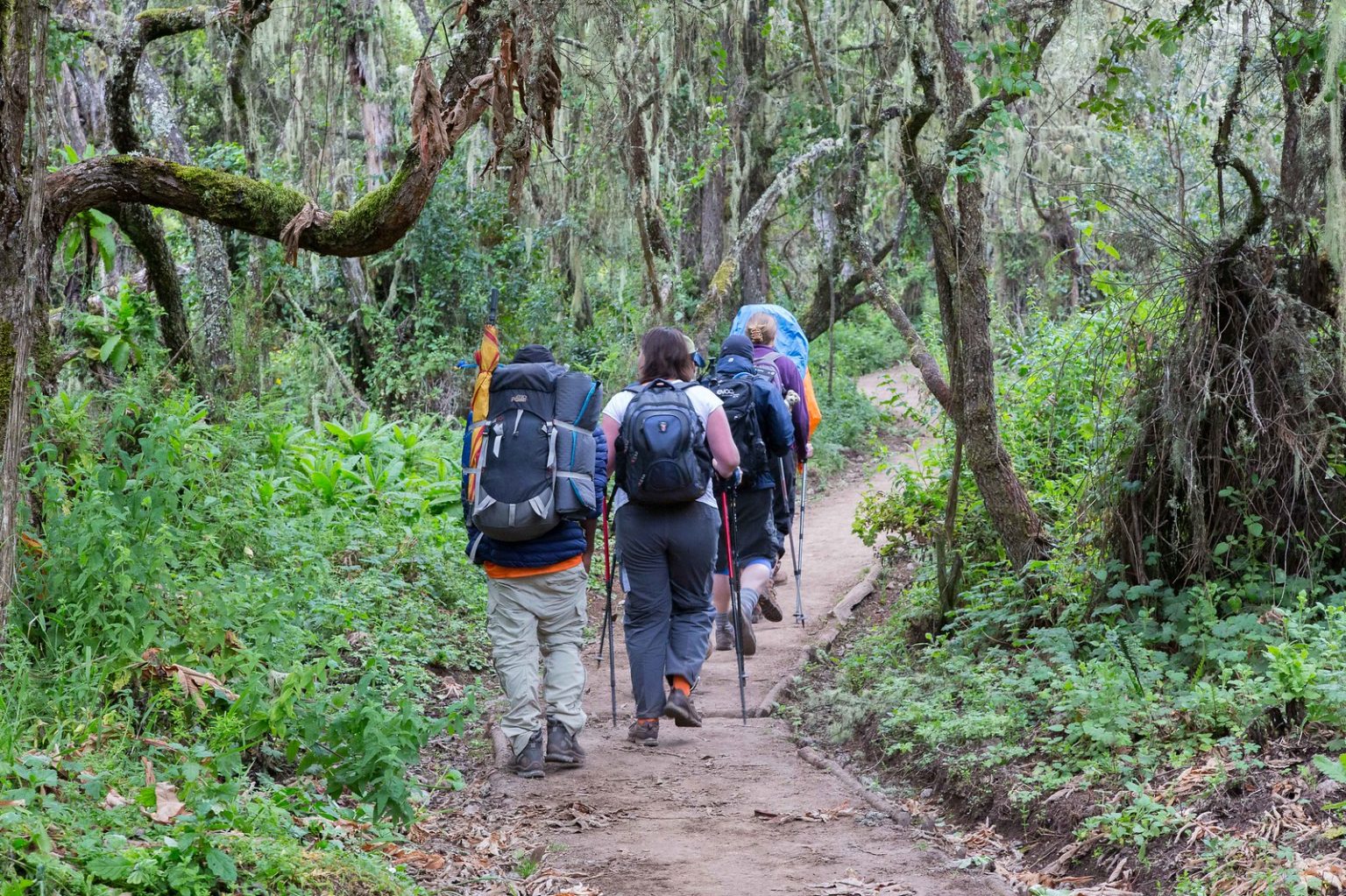 Trekkers on Mount Kilimanjaro in Tanzania with Go Vision Safaris