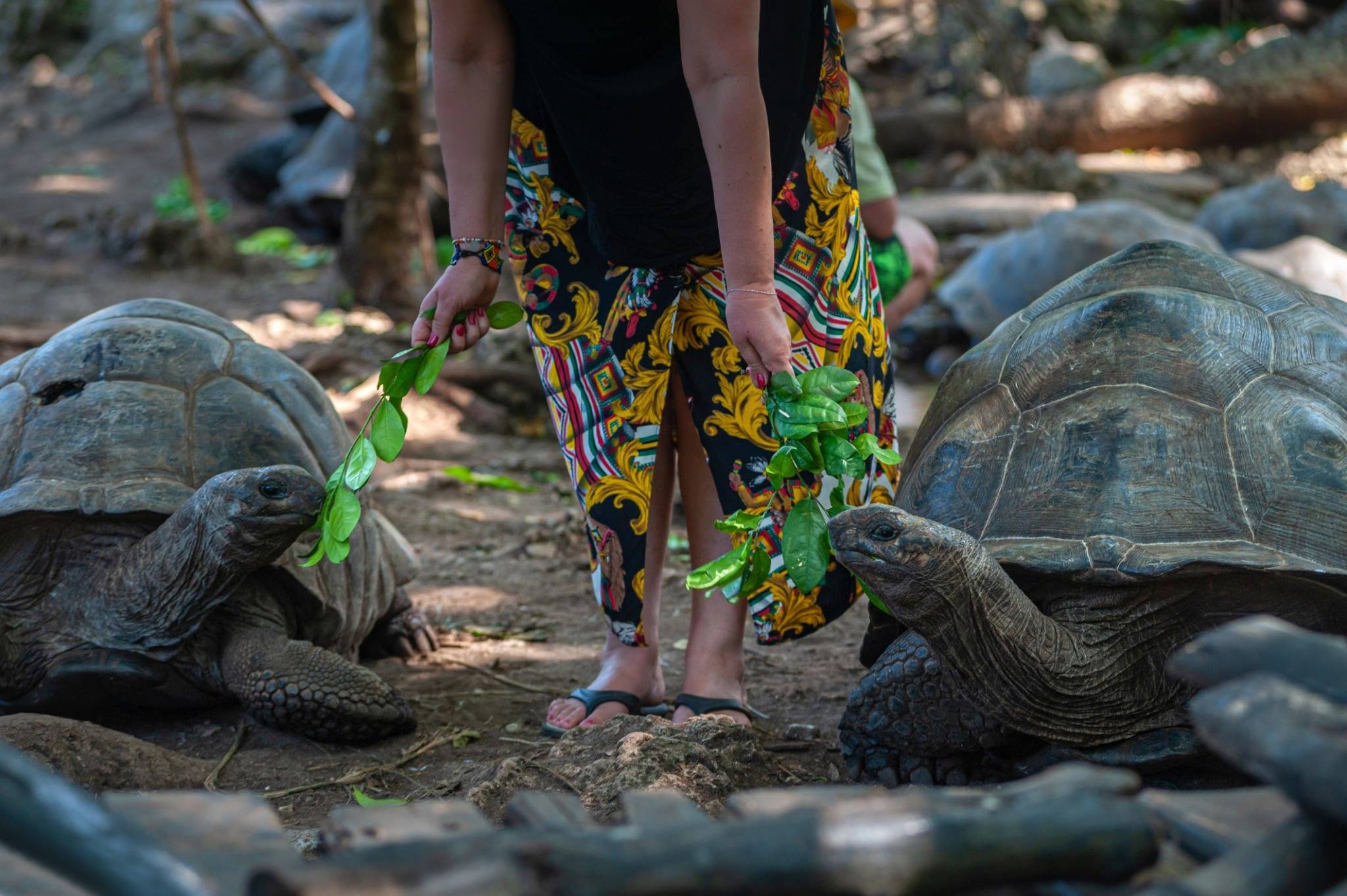 Aldabra giant tortoise during a responsibly guided Prison Island experience in Zanzibar