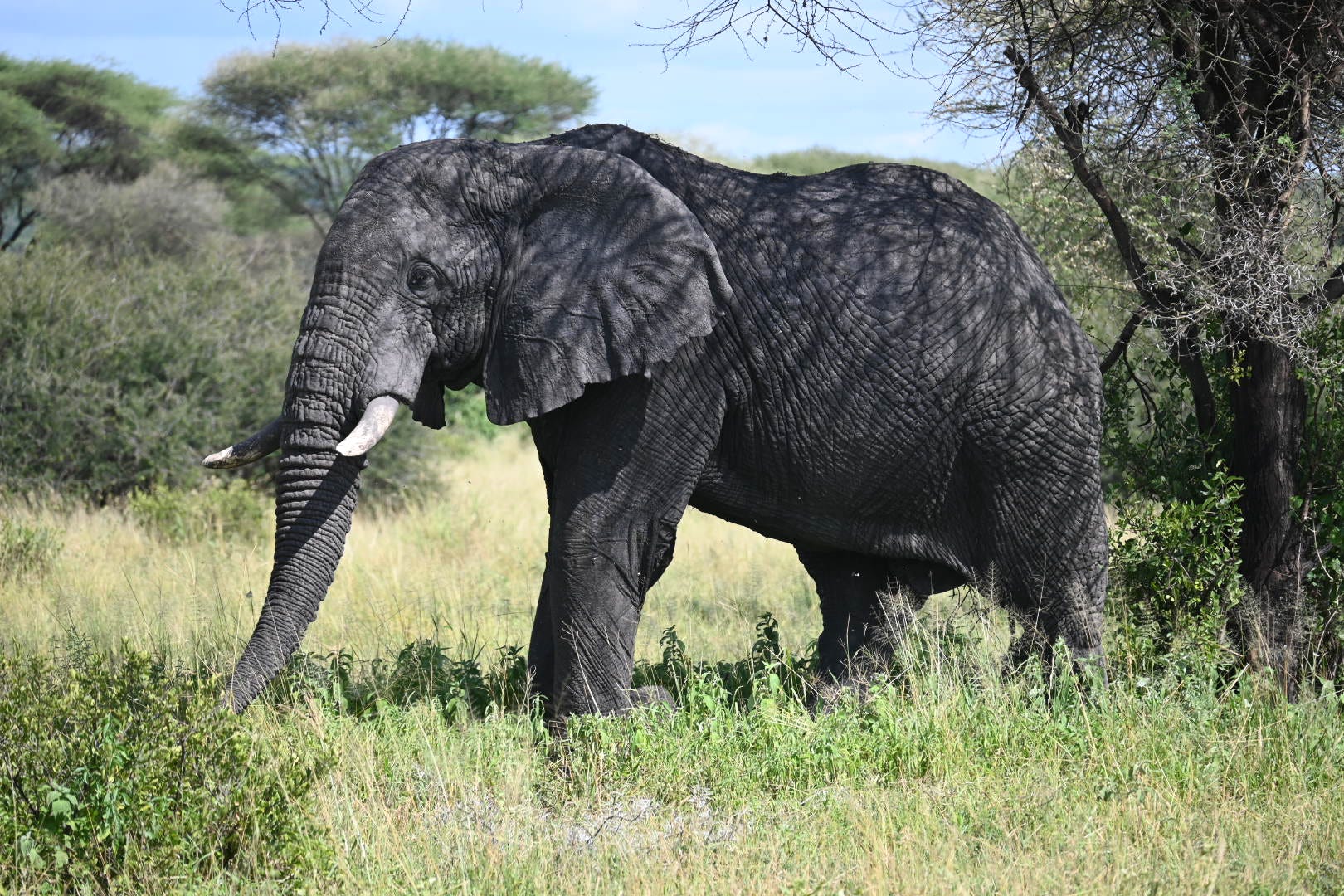 Tropical coastal experience during a Tanzania safari and Zanzibar holiday