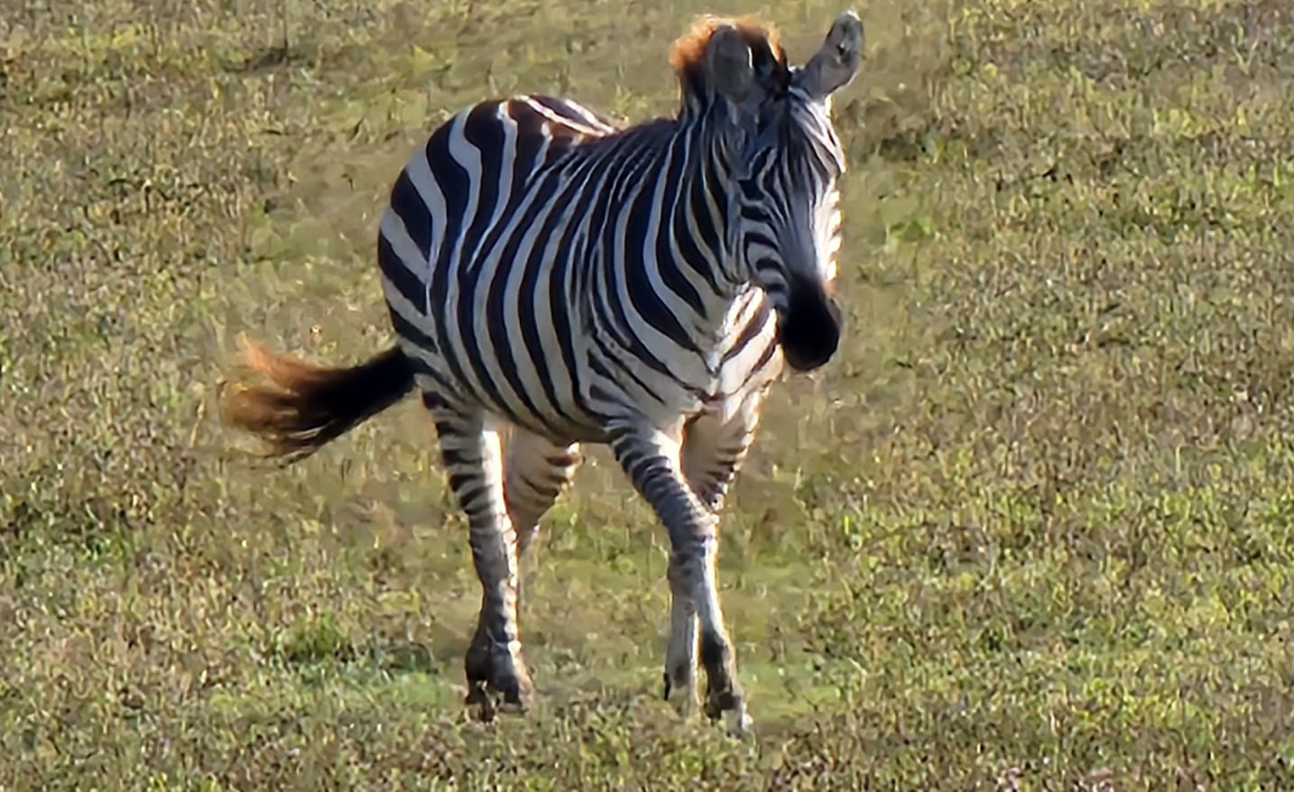 Serengeti safari experience in Tanzania with Go Vision Safaris for wildlife viewing and extended game drives