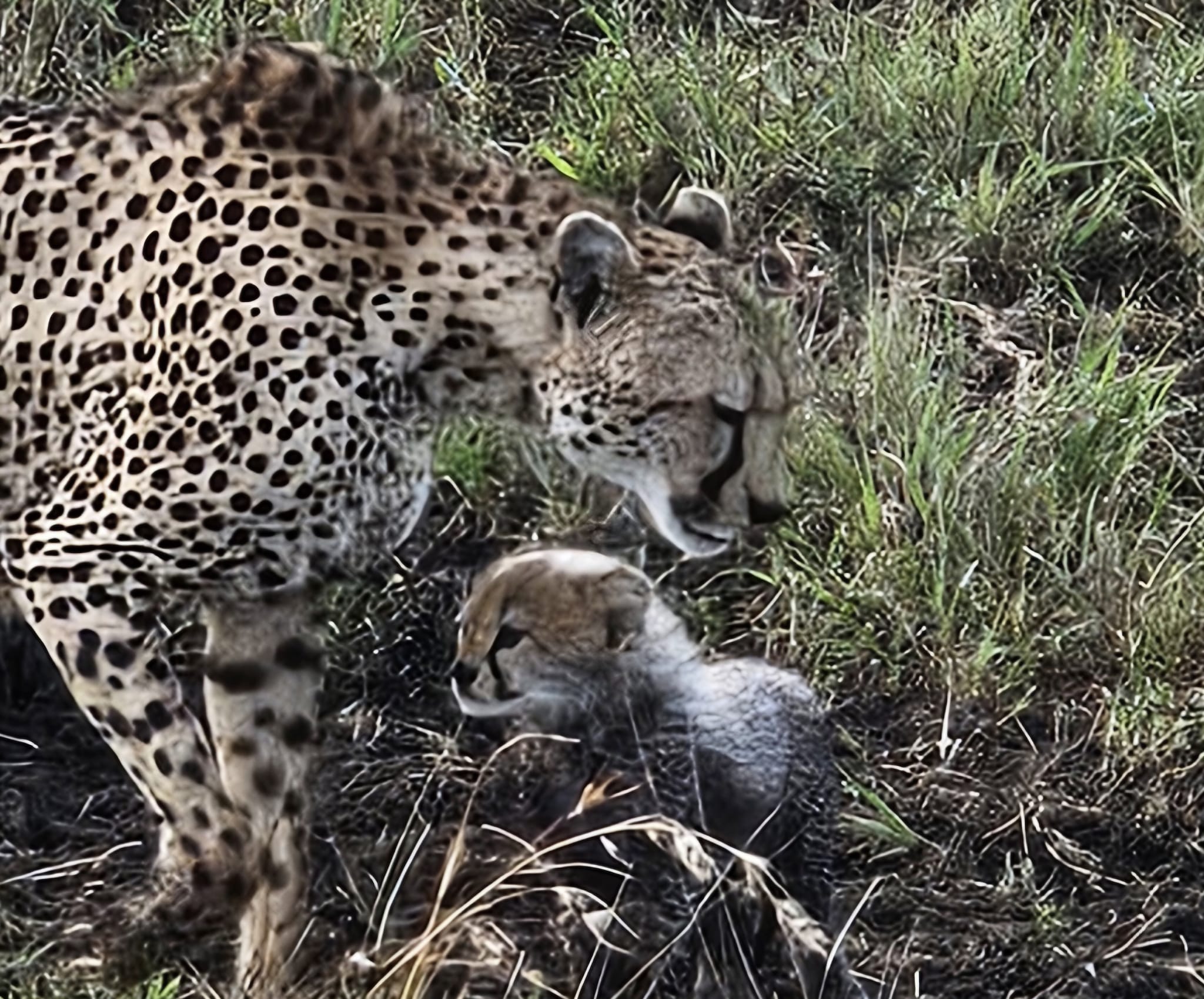 Safari experience in Serengeti National Park Tanzania with Go Vision Safaris