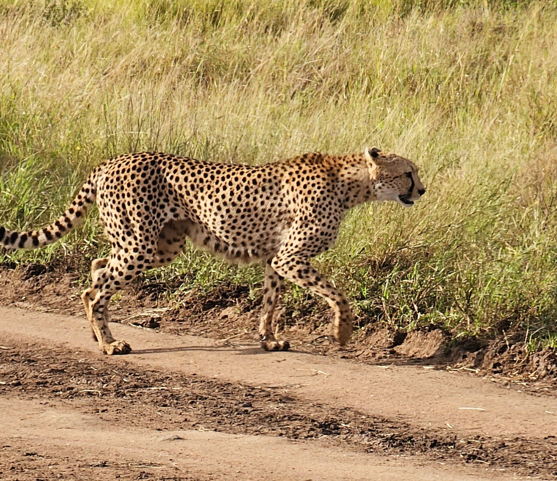 Warm evening welcome atmosphere at the beginning of a Tanzania safari