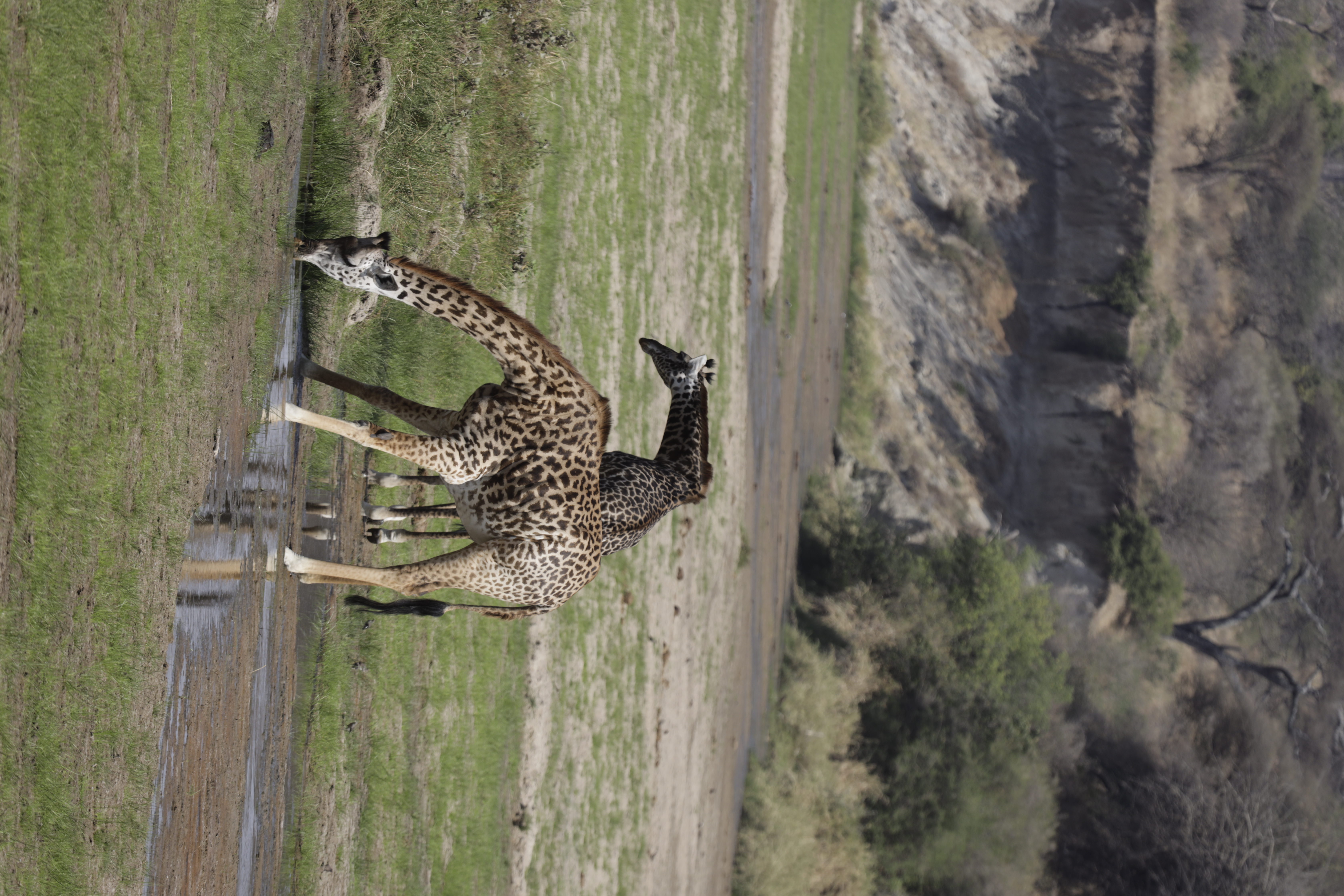 Safari experience in Tanzania with Go Vision Safaris