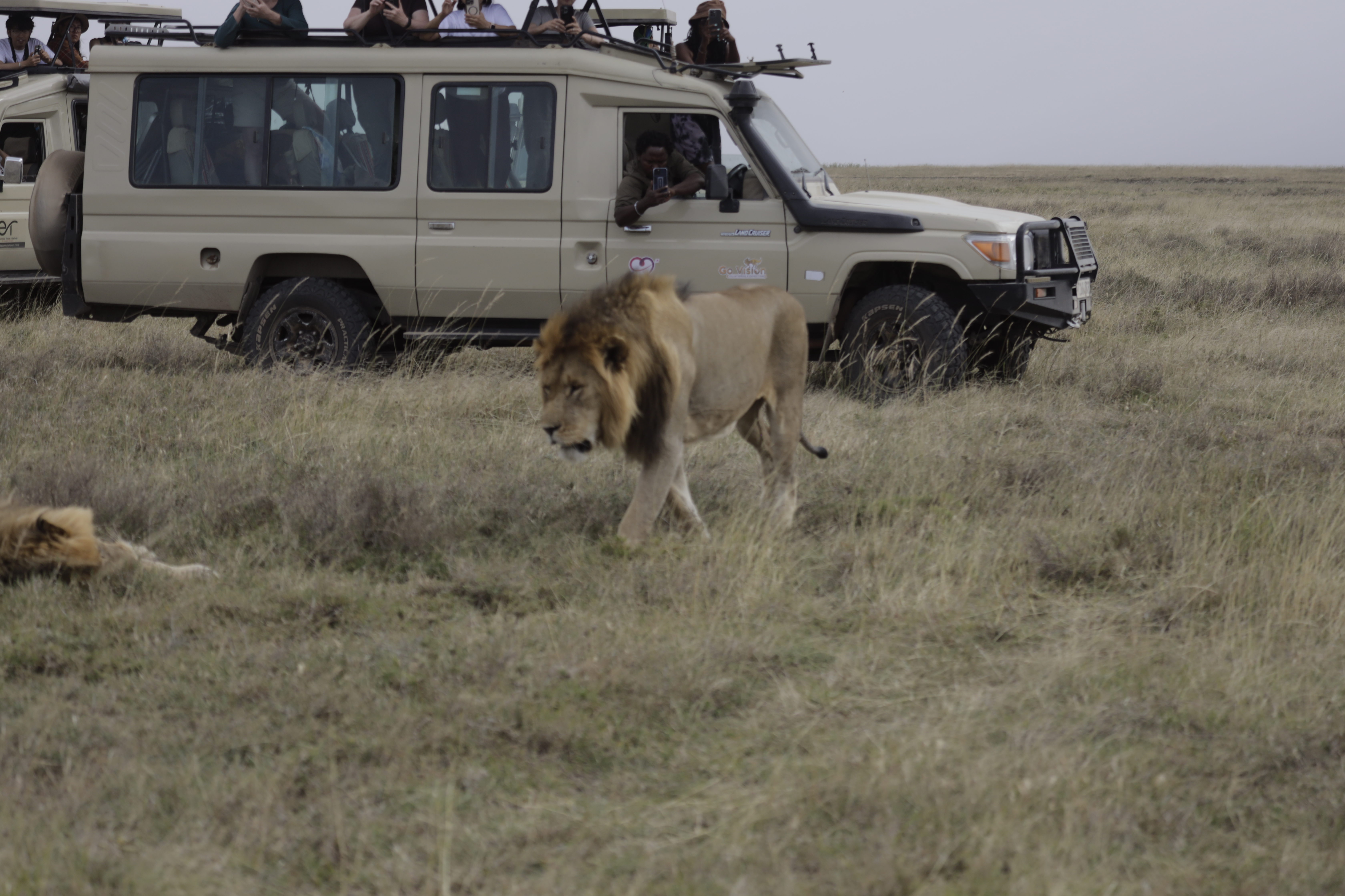 Wildlife moment photographed during a private Tanzania safari
