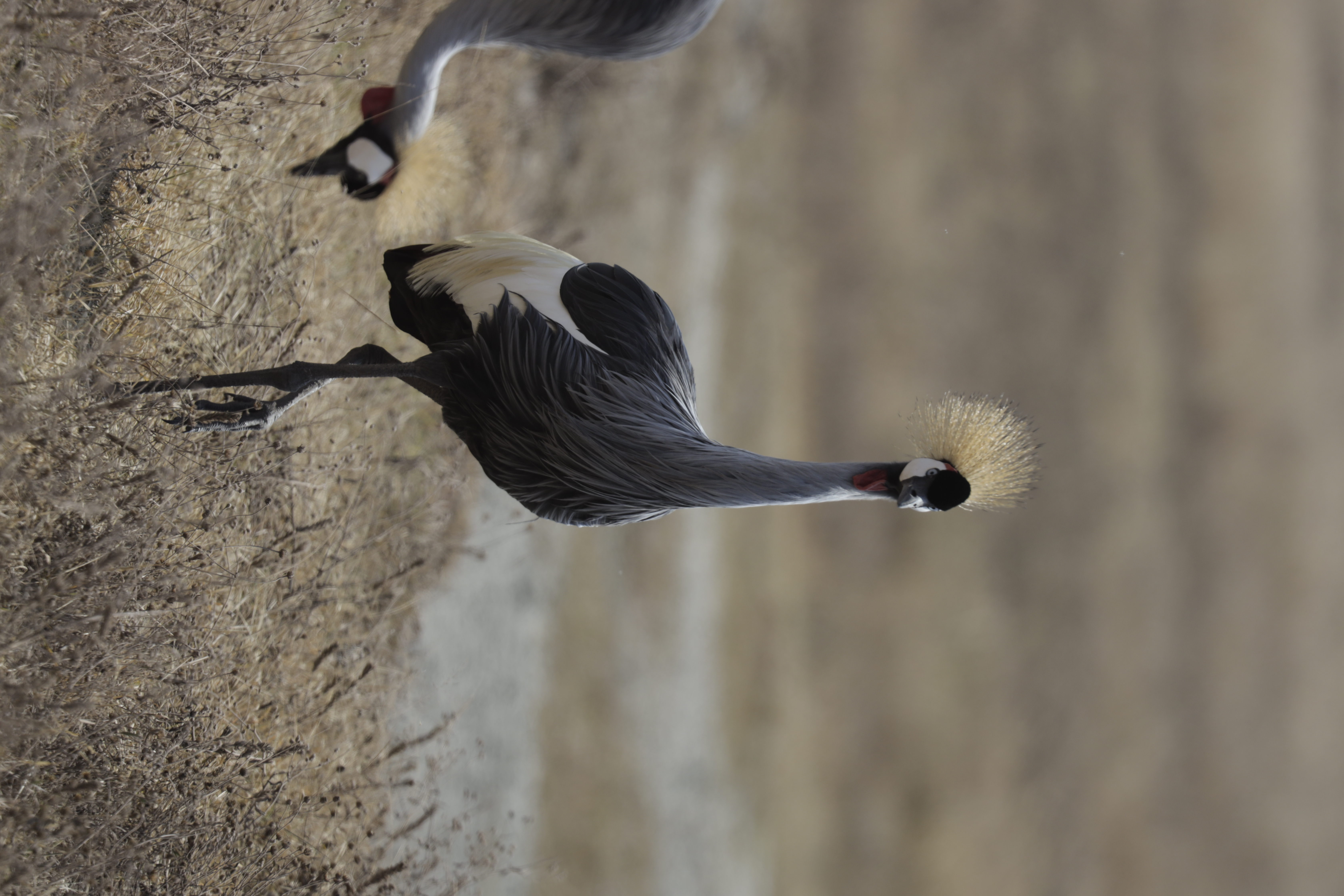 Best time to visit Serengeti National Park in Tanzania for wildlife, migration and seasonal safari experiences