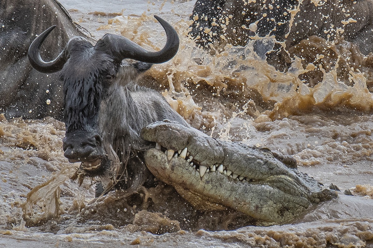 Wildebeest gathering across the Serengeti grasslands during Tanzania's Great Migration