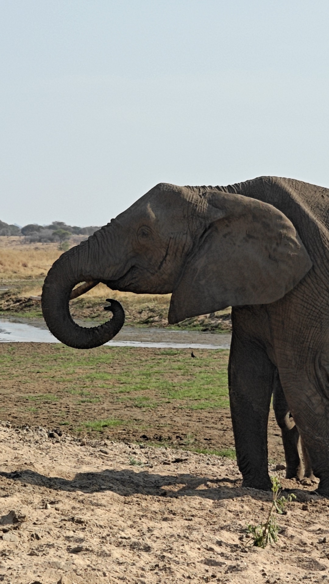 Tanzania safari landscape photographed during a Go Vision Safaris journey