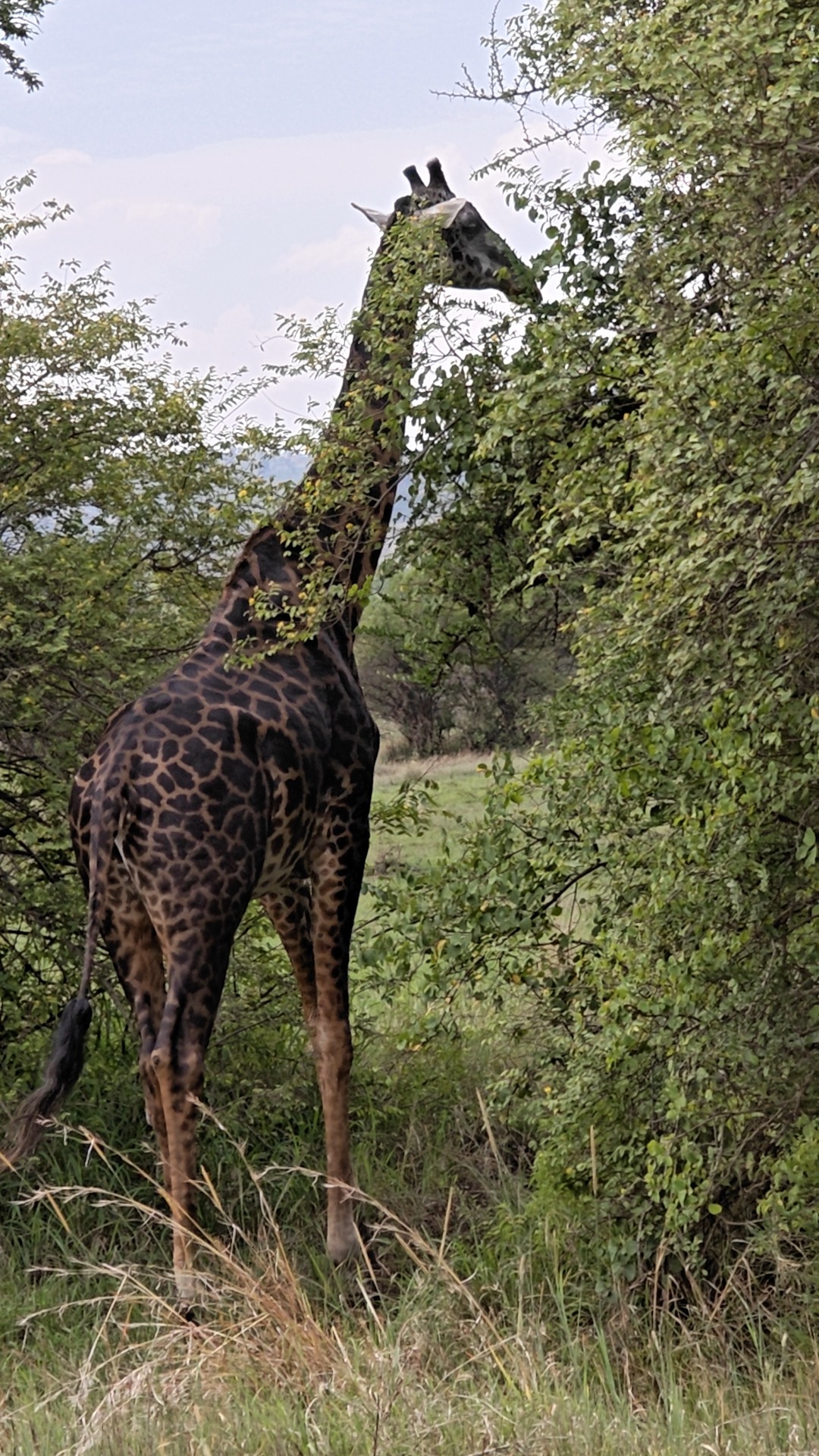 Safari wildlife and natural scenery in Tarangire National Park Tanzania