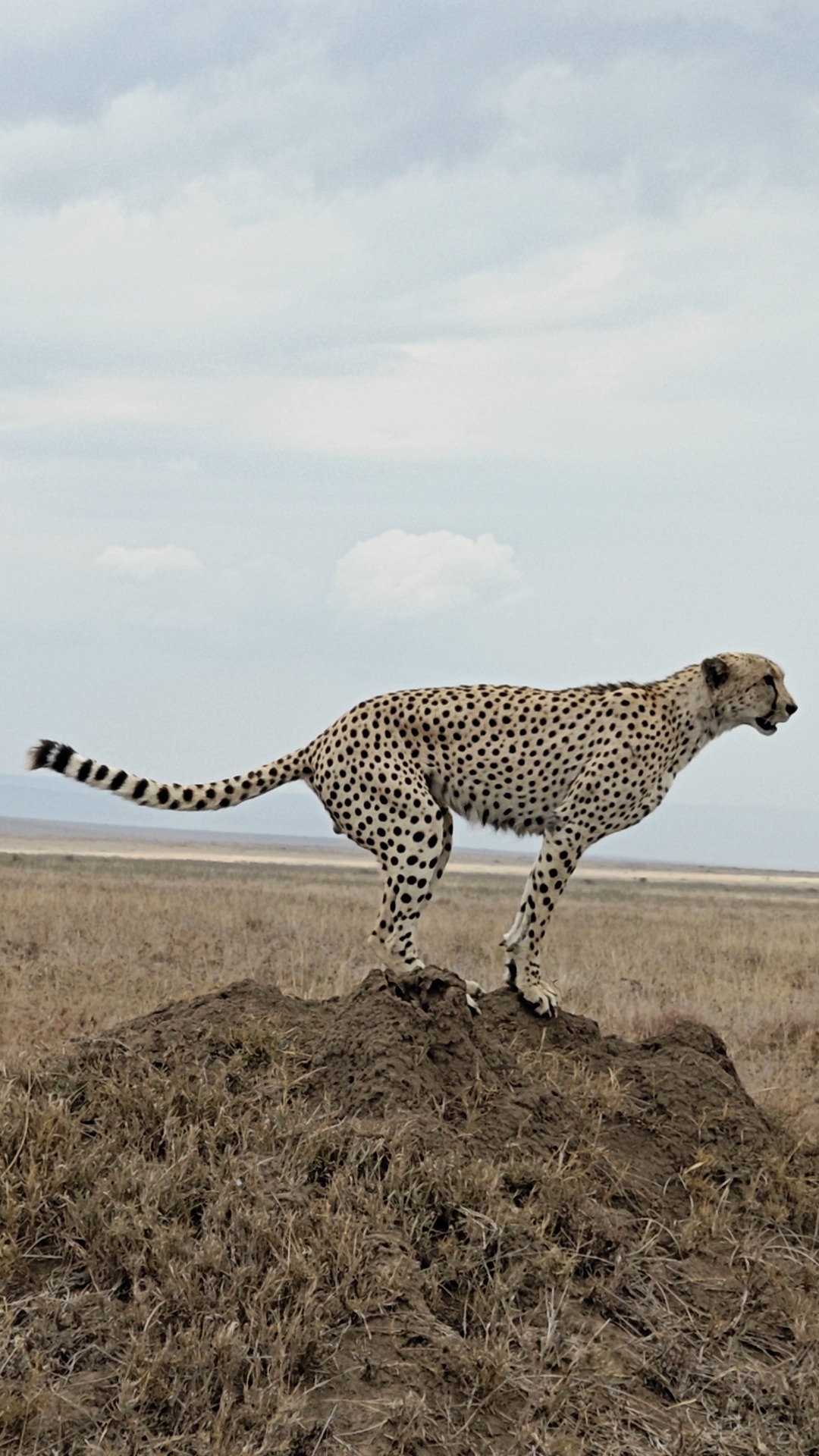 Scenic wildlife landscape during a safari in the Ngorongoro Conservation Area Tanzania
