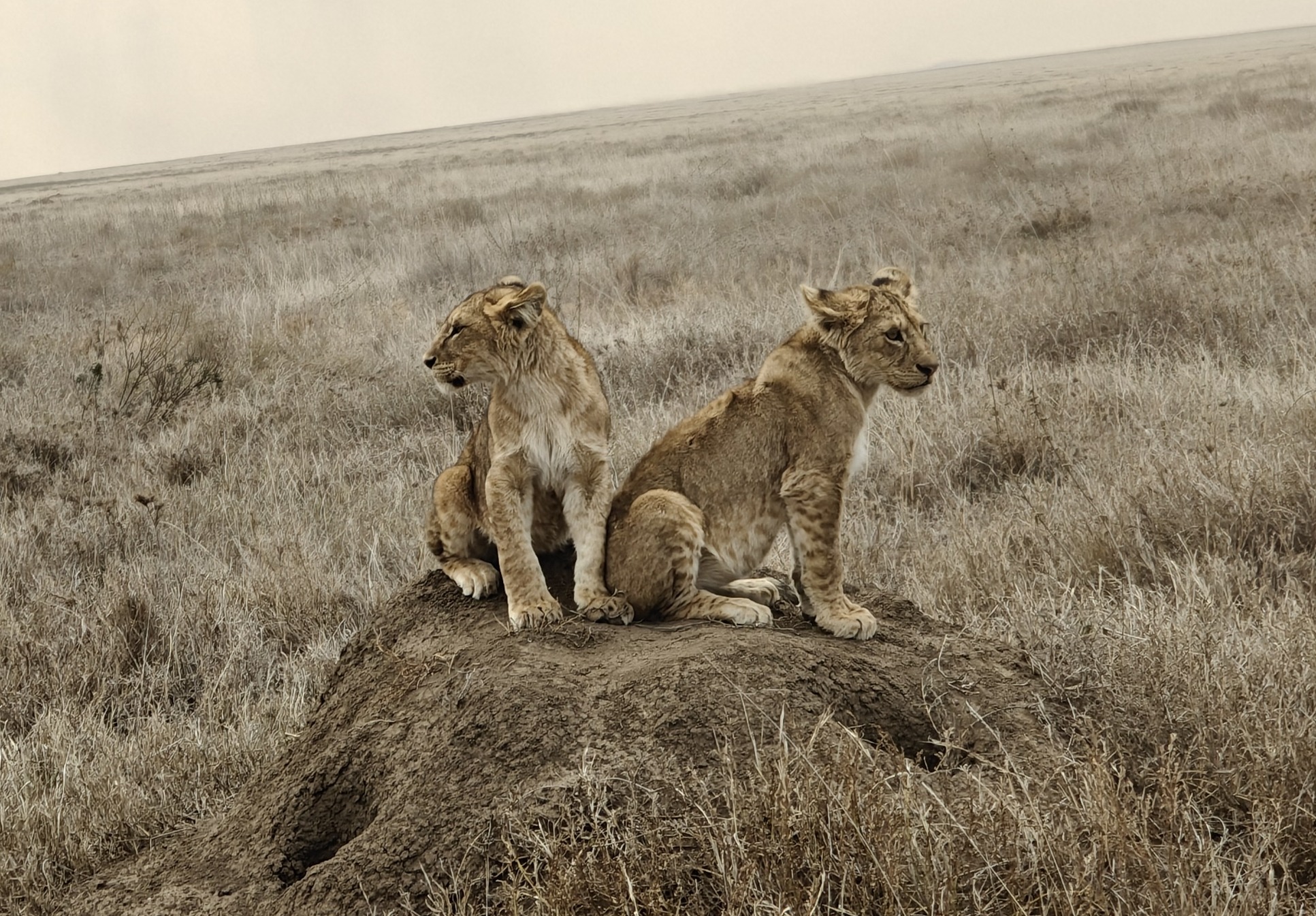 Southern Tanzania wildlife safari experience in Ruaha National Park with Go Vision Safaris