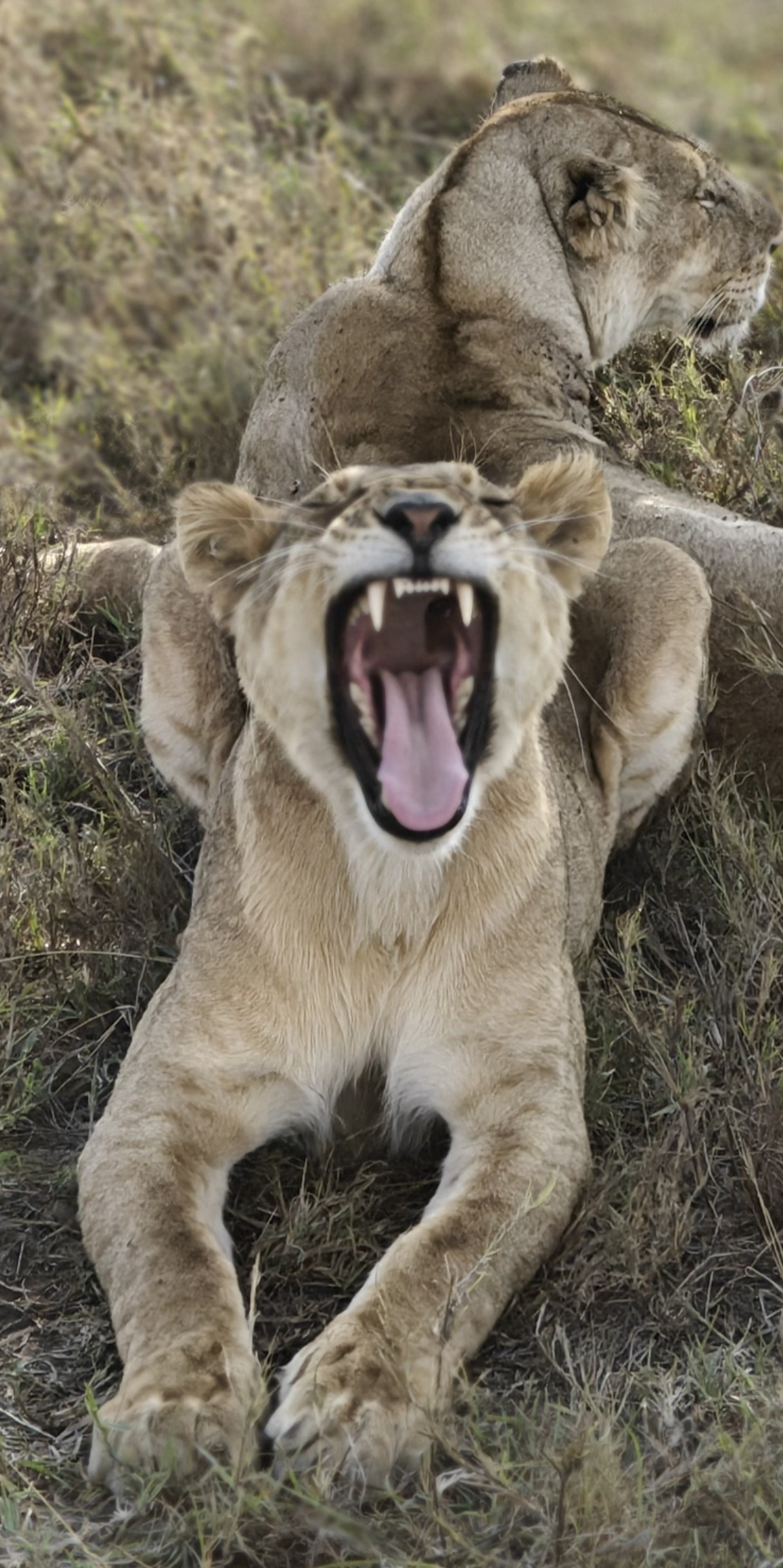 Wildlife safari experience across the open plains of Serengeti National Park Tanzania