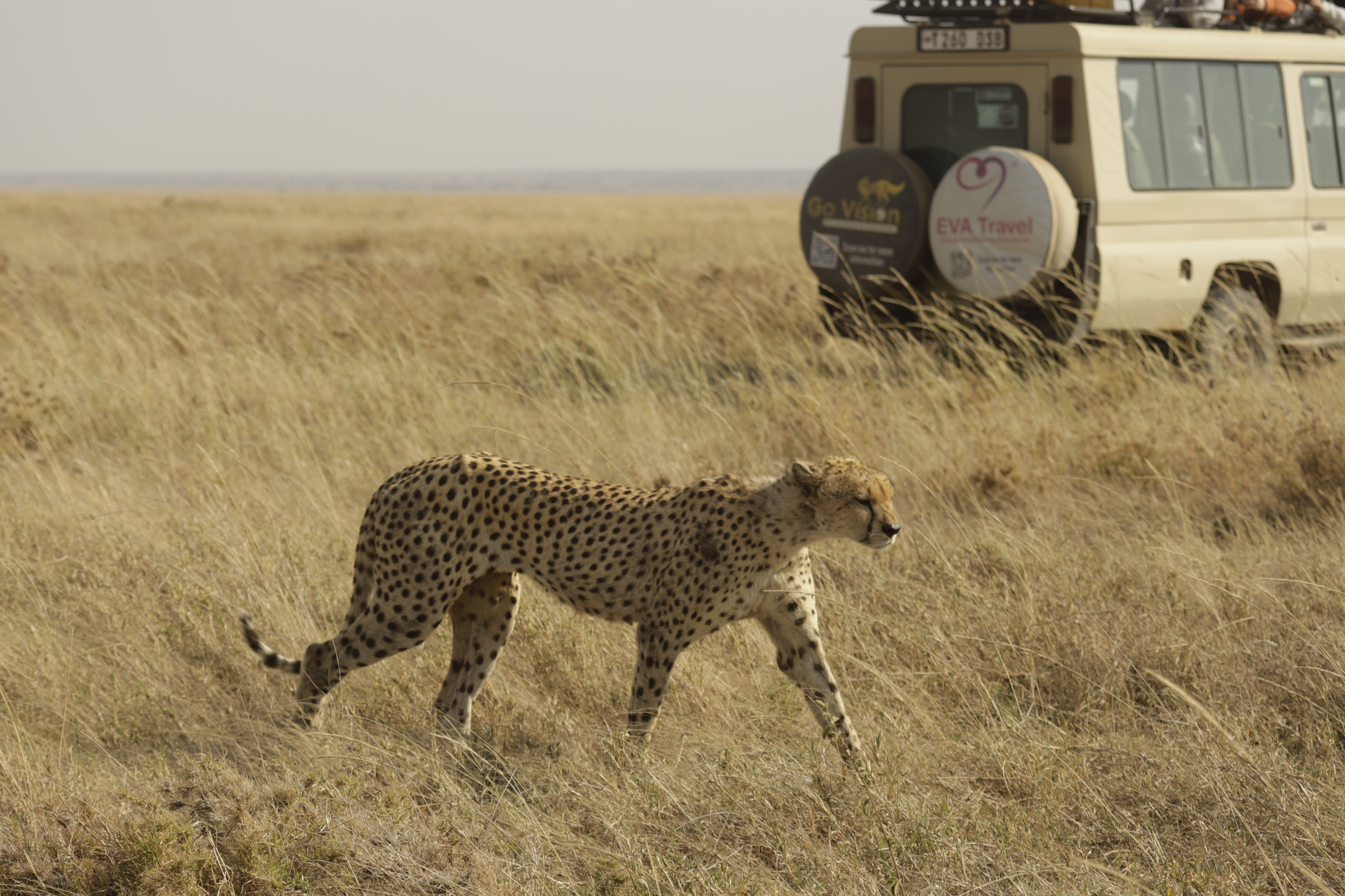 Wildlife encounter during a private Tanzania safari with Go Vision Safaris