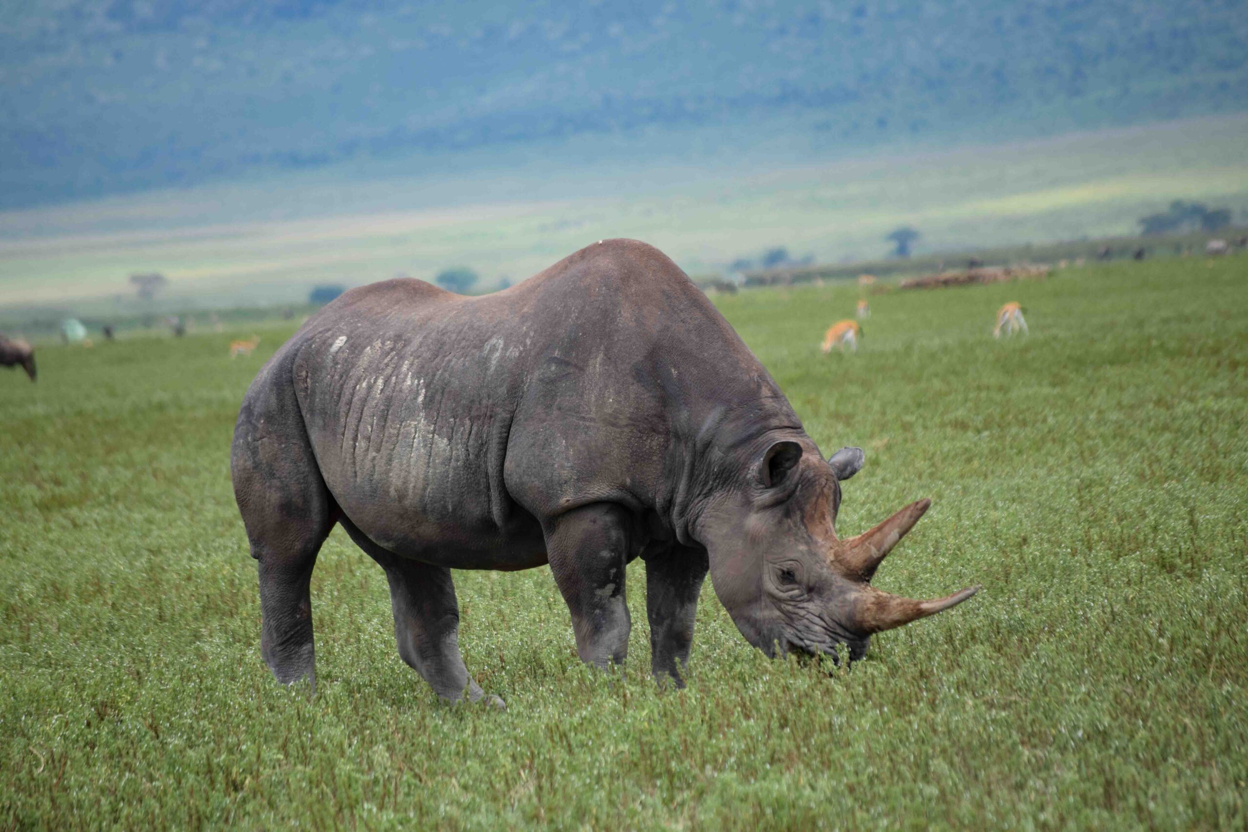 Black rhino on a private Tanzania safari journey with Go Vision Safaris
