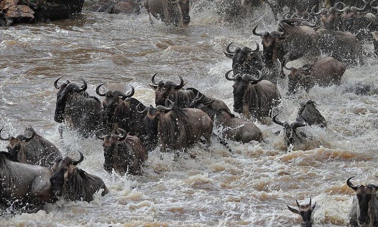 Wildebeest crossing the Mara River during the Great Migration
