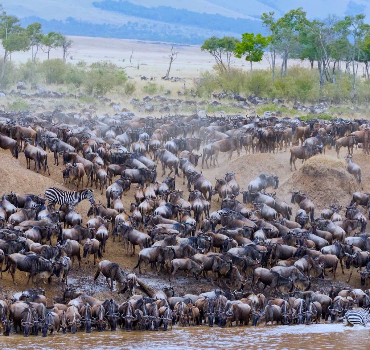 Great Wildebeest Migration moving across the Serengeti plains in northern Tanzania