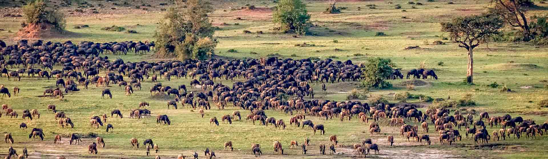 Wildebeest calving season on the Southern Serengeti plains in Tanzania with Go Vision Safaris