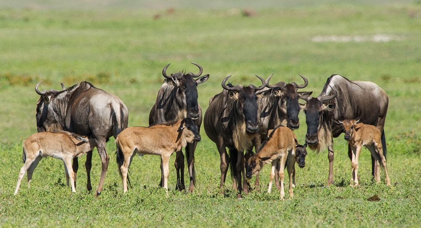 Southern Serengeti wildebeest migration and calving-season wildlife in Tanzania